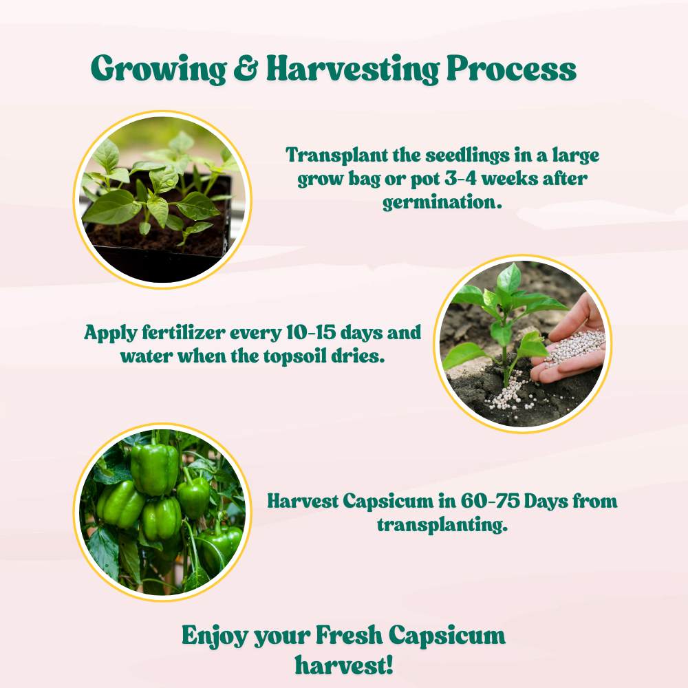 Capsicum (Hari Shimla Mirch) Seeds F1 Hybrid - (30 Seeds) High Yield | High Germination | Best for Home Gardens (हरी शिमला मिर्च के बीज)