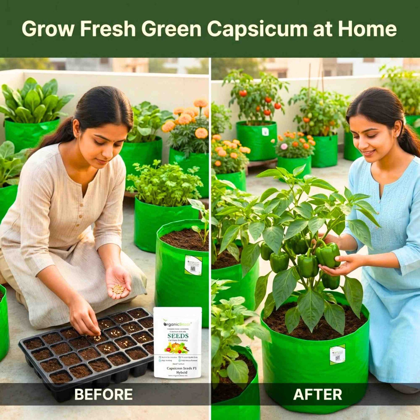 Capsicum (Hari Shimla Mirch) Seeds F1 Hybrid - (30 Seeds) High Yield | High Germination | Best for Home Gardens (हरी शिमला मिर्च के बीज)