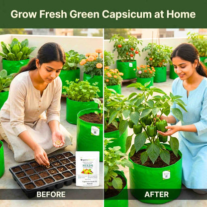 Capsicum (Hari Shimla Mirch) Seeds F1 Hybrid - (30 Seeds) High Yield | High Germination | Best for Home Gardens (हरी शिमला मिर्च के बीज)