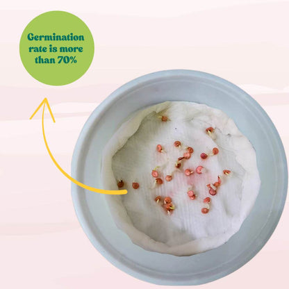 Capsicum Yellow (Pili Shimla Mirch) Seeds - (30 Seeds) High Yield | High Germination | Best for Home Gardens (पीली शिमला मिर्च के बीज)