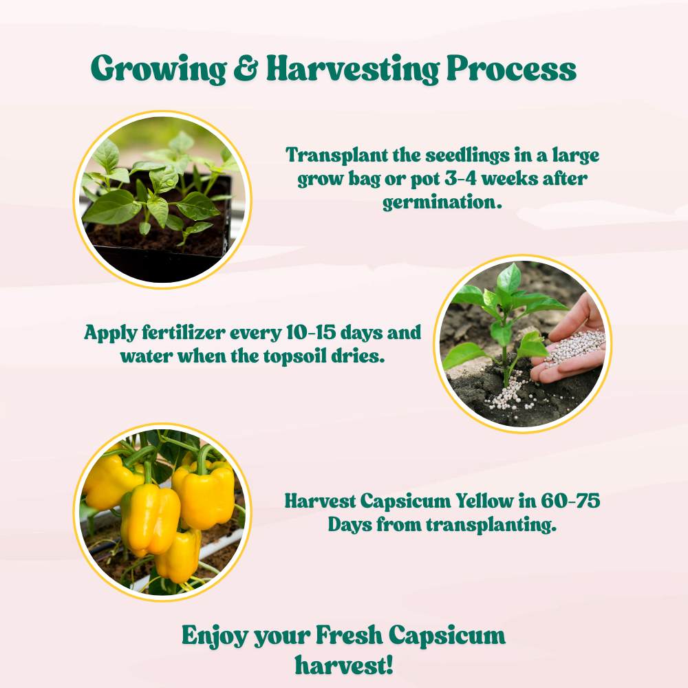 Capsicum Yellow (Pili Shimla Mirch) Seeds - (30 Seeds) High Yield | High Germination | Best for Home Gardens (पीली शिमला मिर्च के बीज)