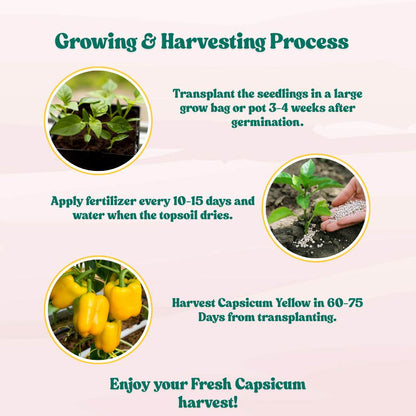 Capsicum Yellow (Pili Shimla Mirch) Seeds - (30 Seeds) High Yield | High Germination | Best for Home Gardens (पीली शिमला मिर्च के बीज)