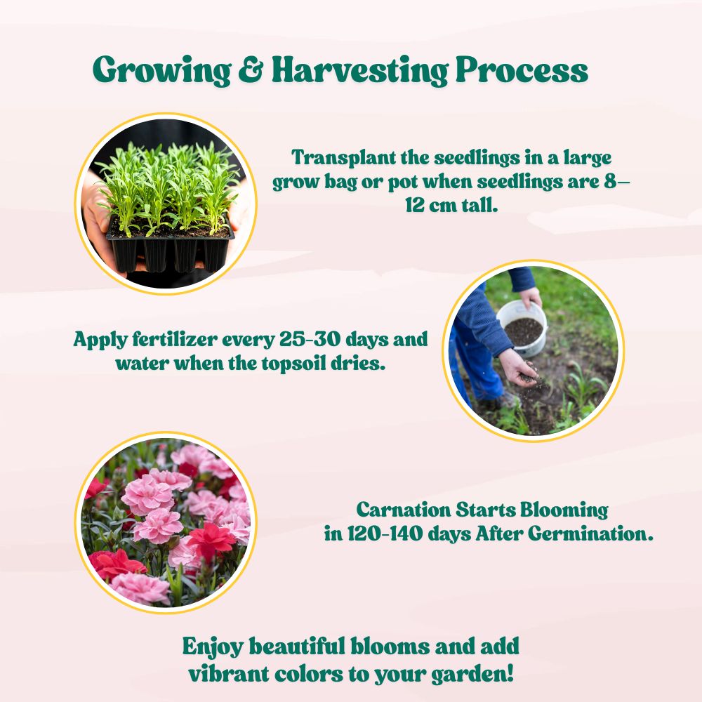 Carnation Mix Seeds (100 Seeds) High Germination/ Easy To grow/ Perfect for pots, balconies, or Terrace gardens