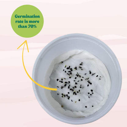 Carnation Mix Seeds (100 Seeds) High Germination/ Easy To grow/ Perfect for pots, balconies, or Terrace gardens