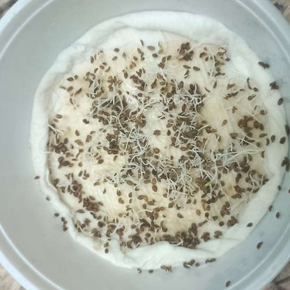 Carrot Early Nantes Seeds - 1000 Seeds (Gajar/ गाजर के बीज)