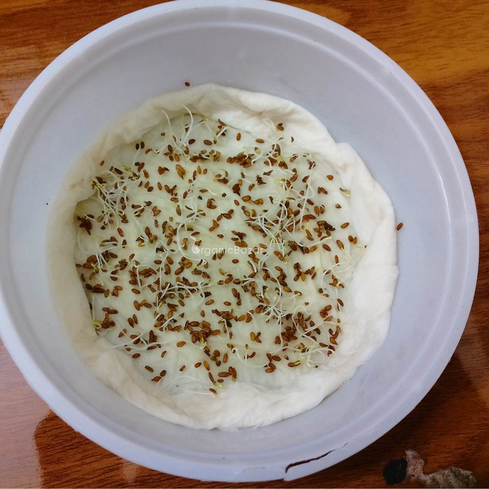 Carrot Orange Seeds - 1000 Seeds (Gajar/गाजर के बीज)