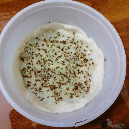 Carrot Orange Seeds - 1000 Seeds (Gajar/गाजर के बीज)