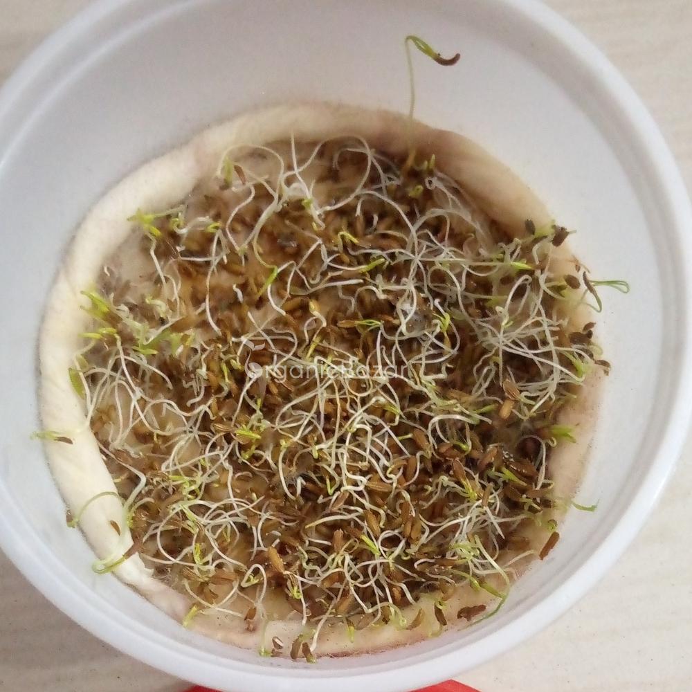 Carrot Black Wonder Seeds - 1000 Seeds (Black Gajar/ब्लैक गाजर के बीज)