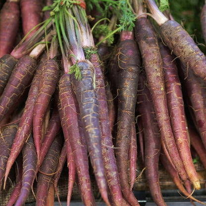 Carrot Black Wonder Seeds - 1000 Seeds (Black Gajar/ब्लैक गाजर के बीज)