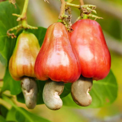 Cashew (Kaju Beej) Seeds - (10 Seeds) High Germination Rate/ Best for Home Gardens (Kaju Tree Ke Beej/काजू के बीज)
