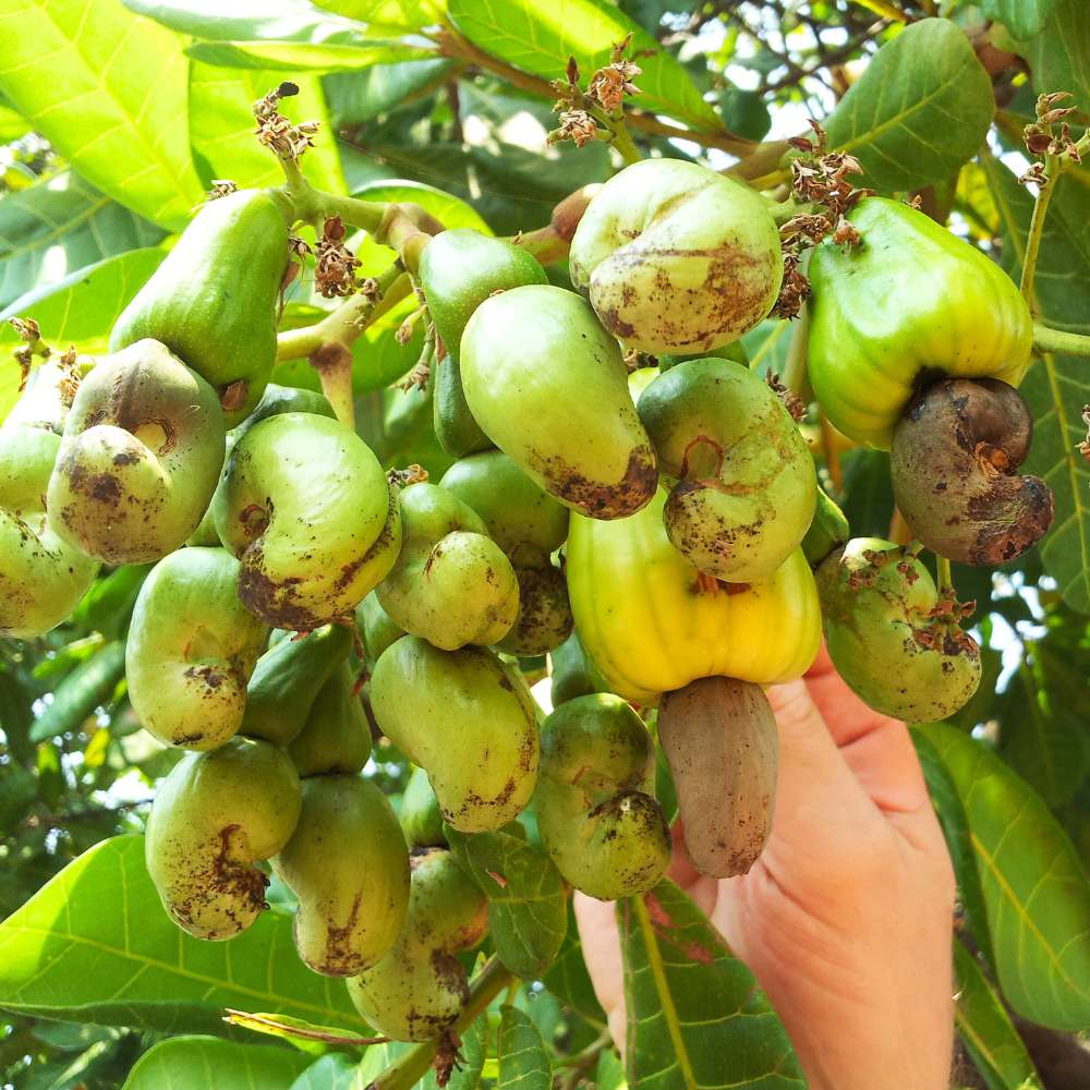Cashew (Kaju Beej) Seeds - (10 Seeds) High Germination Rate/ Best for Home Gardens (Kaju Tree Ke Beej/काजू के बीज)