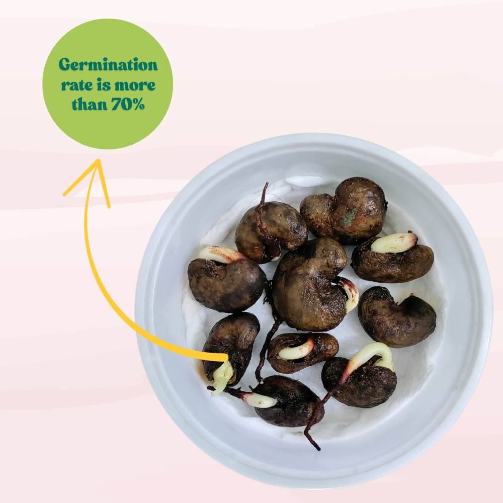 Cashew (Kaju Beej) Seeds - (10 Seeds) High Germination Rate/ Best for Home Gardens (Kaju Tree Ke Beej/काजू के बीज)