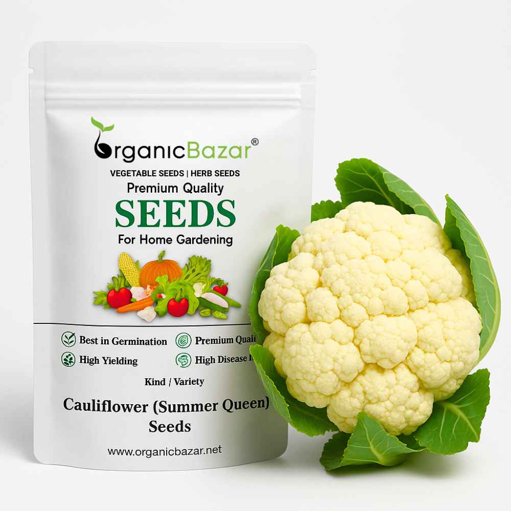 Cauliflower (Summer Queen) Seeds For Summer Season (150 Seeds)