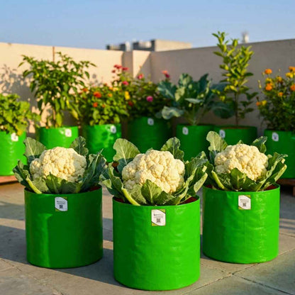 Cauliflower (Summer Queen) Seeds For Summer Season (150 Seeds)