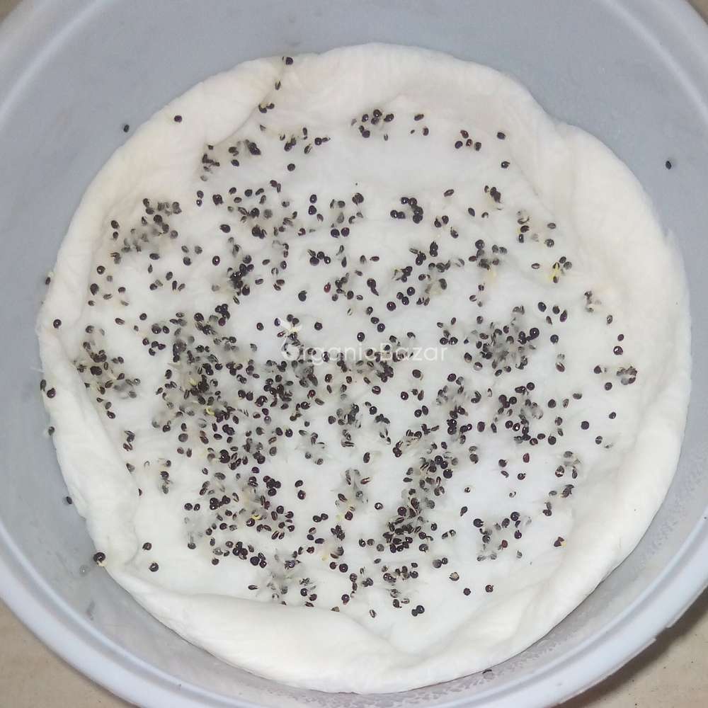 Celosia Plumosa Liliput Mixed Seeds (200 Seeds)