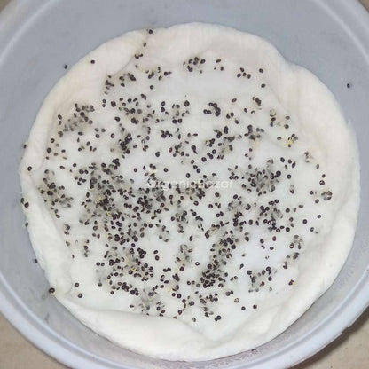 Celosia Plumosa Liliput Mixed Seeds (200 Seeds)