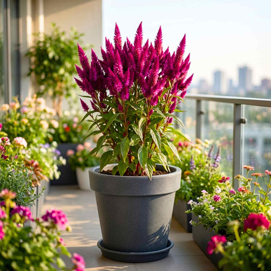 Celosia Celway Purple Flower Seeds (100 Seeds) High Germination, Easy To grow, Colorful Flower Seeds for Balcony Gardening