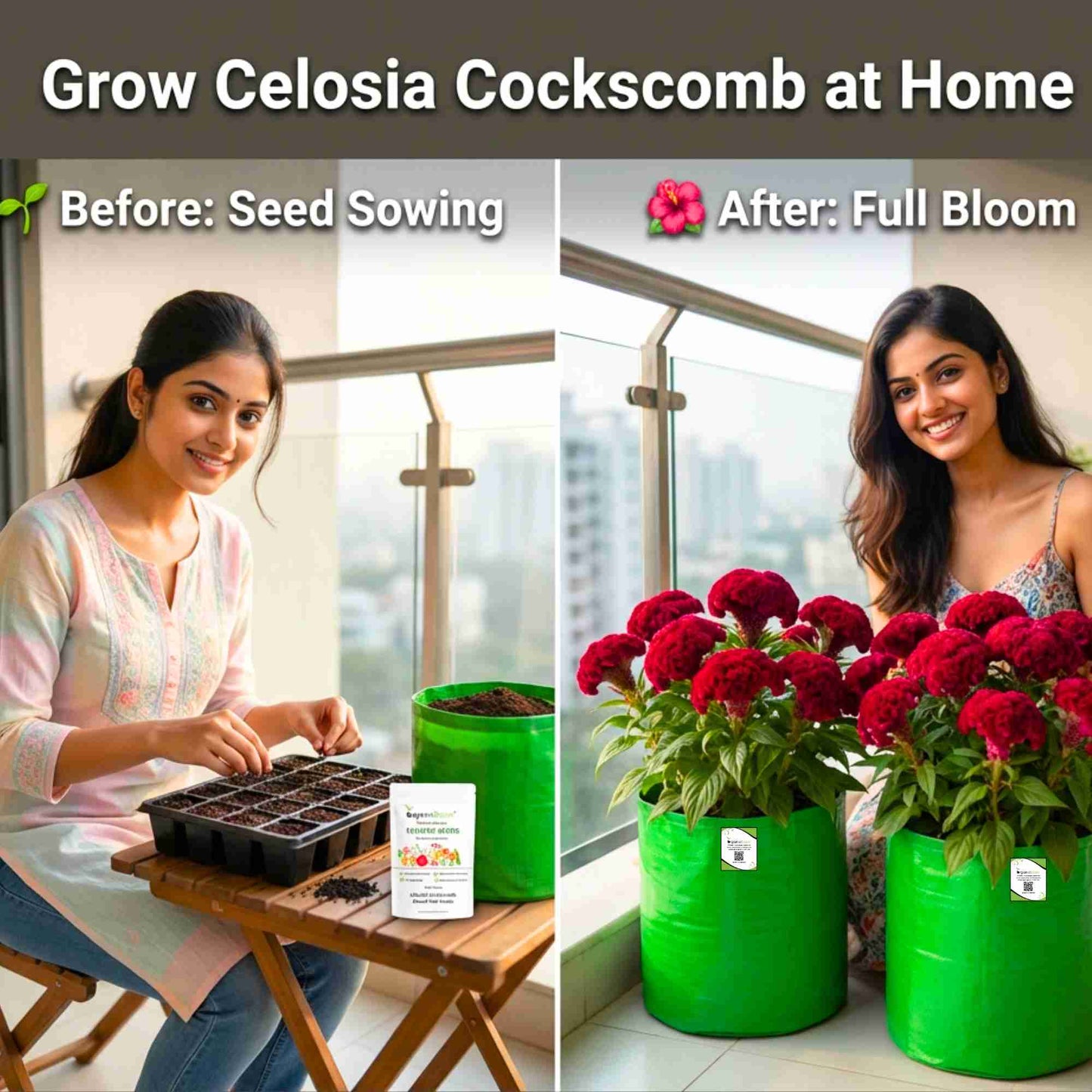 Celosia Cockscomb Dwarf Mix Seeds (200 Seeds)