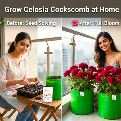 Celosia Cockscomb Dwarf Mix Seeds (200 Seeds)