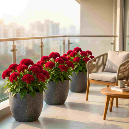 Celosia Cockscomb Dwarf Mix Seeds (200 Seeds)