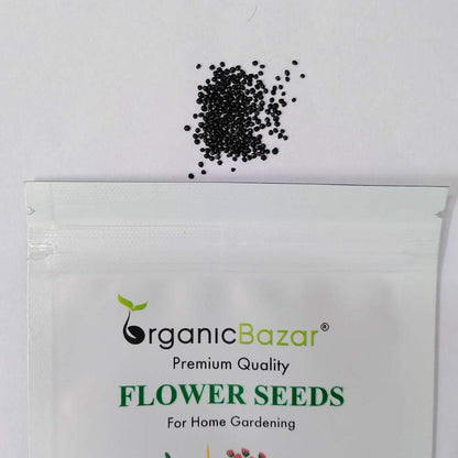 Celosia Cockscomb Dwarf Mix Seeds (200 Seeds)