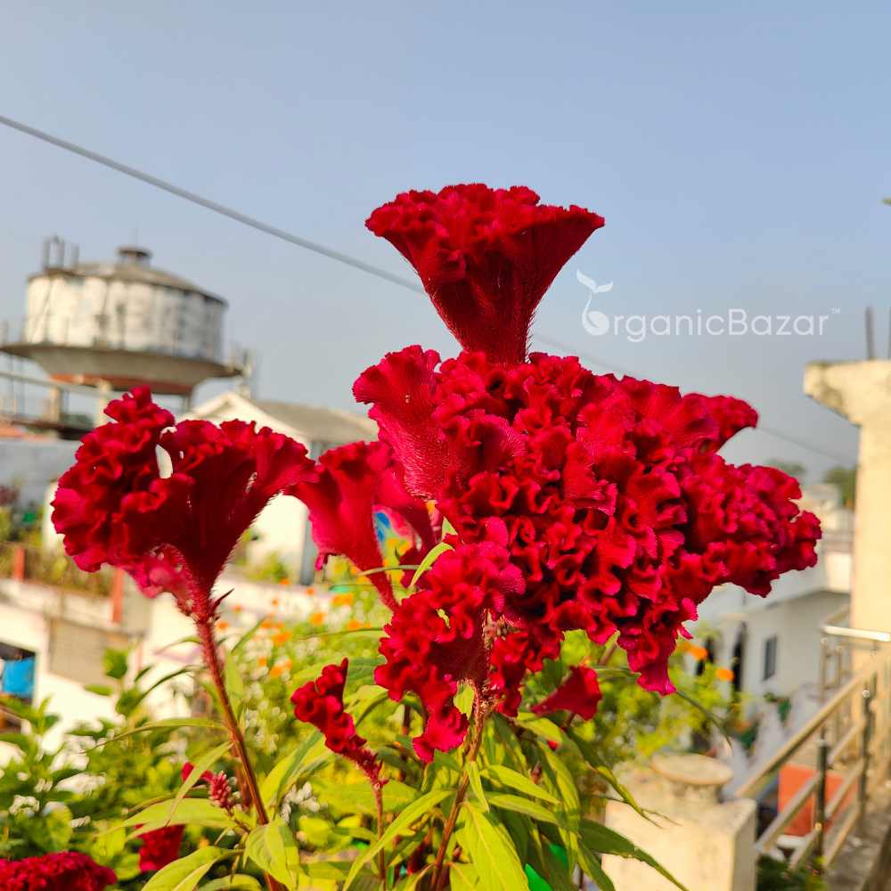 Celosia Cockscomb Dwarf Mix Seeds (200 Seeds)