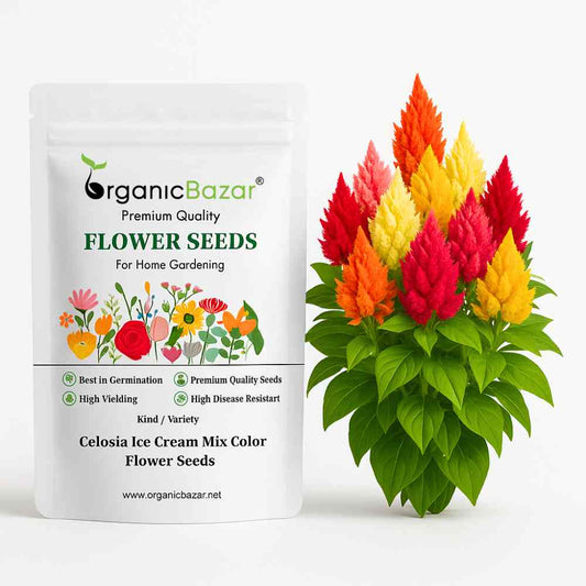 Celosia Ice Cream Mix Color Flower Seeds (50 Seeds) High Germination, Easy To grow, Colorful Flower Seeds for Balcony Gardening