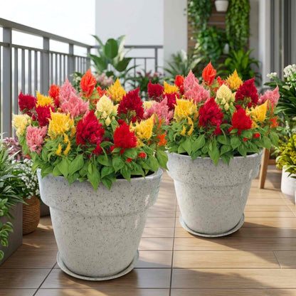 Celosia Ice Cream Mix Color Flower Seeds (50 Seeds) High Germination, Easy To grow, Colorful Flower Seeds for Balcony Gardening