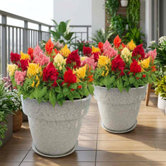 Celosia Ice Cream Mix Color Flower Seeds (50 Seeds) High Germination, Easy To grow, Colorful Flower Seeds for Balcony Gardening
