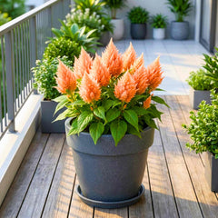 Celosia Ice Cream Orange Flower Seeds (50 Seeds) High Germination, Easy To grow, Colorful Flower Seeds for Balcony Gardening
