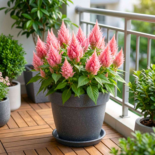 Celosia Ice Cream Pink Flower Seeds (50 Seeds) High Germination, Easy To grow, Colorful Flower Seeds for Balcony Gardening
