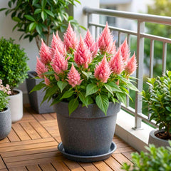 Celosia Ice Cream Pink Flower Seeds (50 Seeds) High Germination, Easy To grow, Colorful Flower Seeds for Balcony Gardening