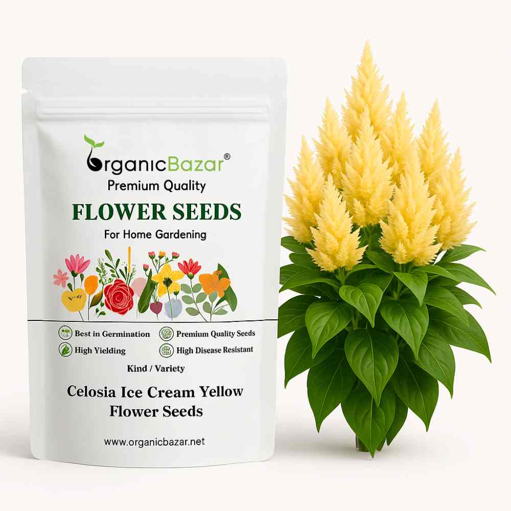 Celosia Ice Cream Yellow Flower Seeds (50 Seeds) High Germination, Easy To grow, Colorful Flower Seeds for Balcony Gardening