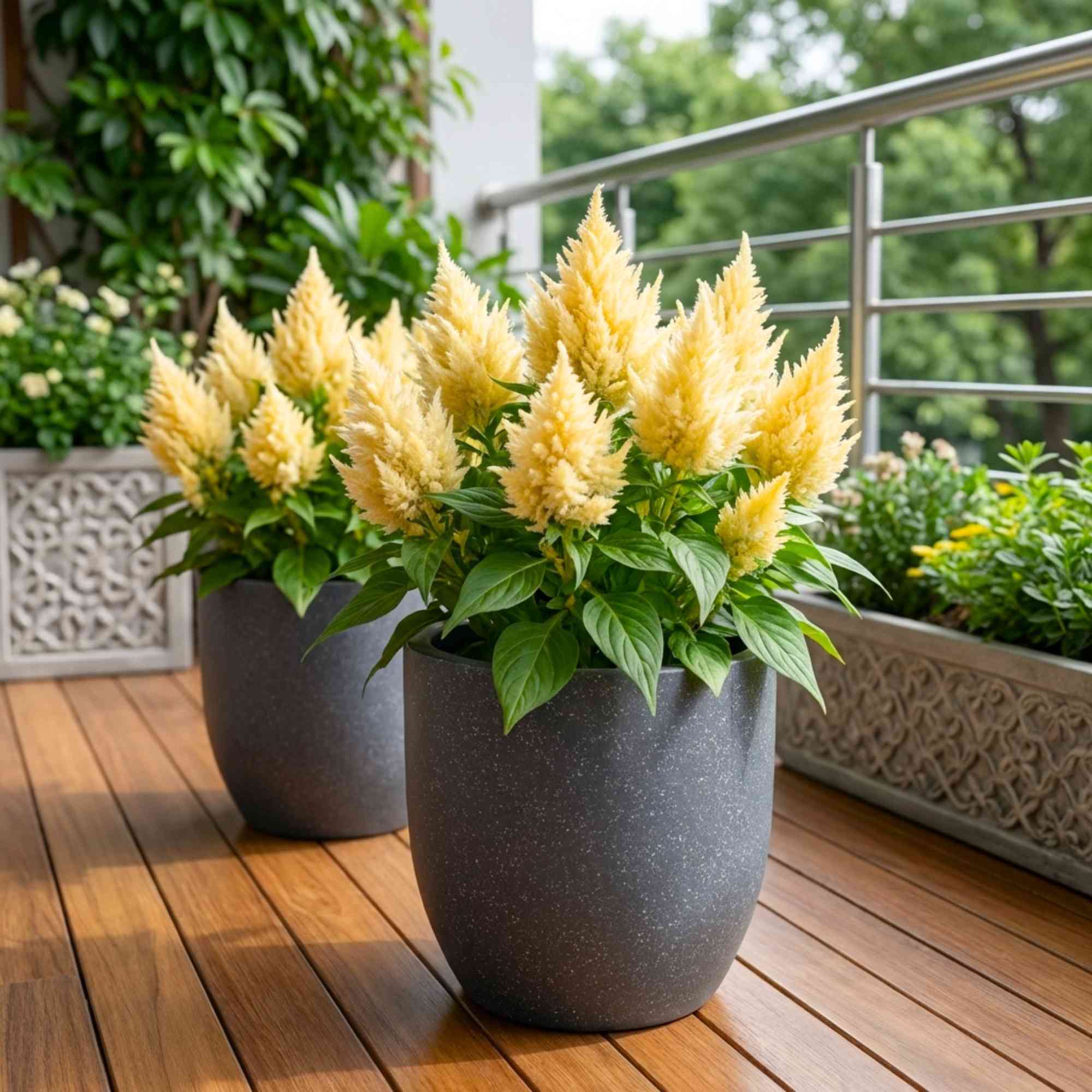 Celosia Ice Cream Yellow Flower Seeds (100 Seeds) High Germination, Easy To grow, Colorful Flower Seeds for Balcony Gardening