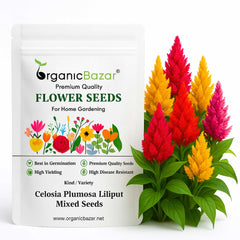 Celosia Plumosa Liliput Mixed Seeds (200 Seeds) High Germination/ Easy To grow/ Perfect for pots, balconies, or Terrace