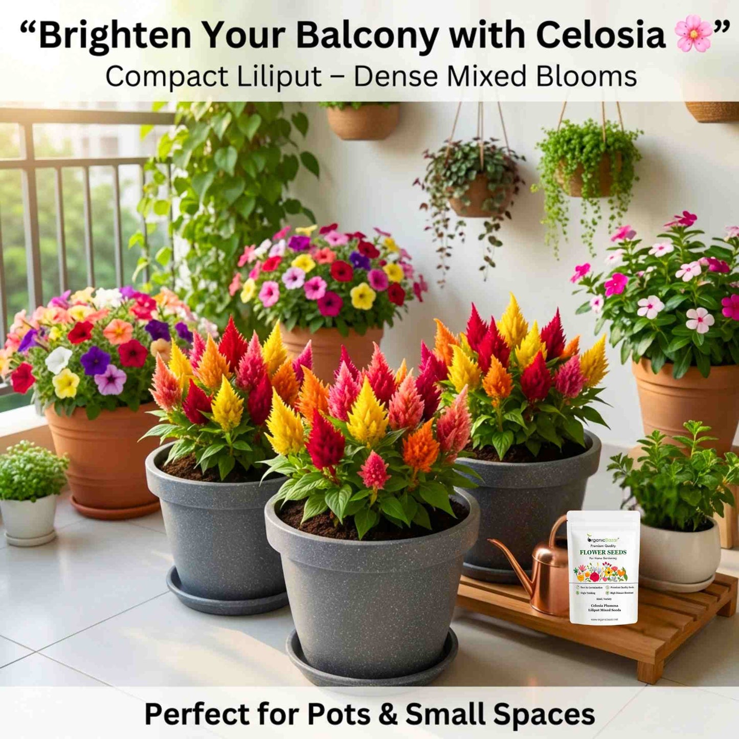 Celosia Plumosa Liliput Mixed Seeds (200 Seeds) High Germination/ Easy To grow/ Perfect for pots, balconies, or Terrace