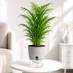 Chamaedorea Palm Live Plant