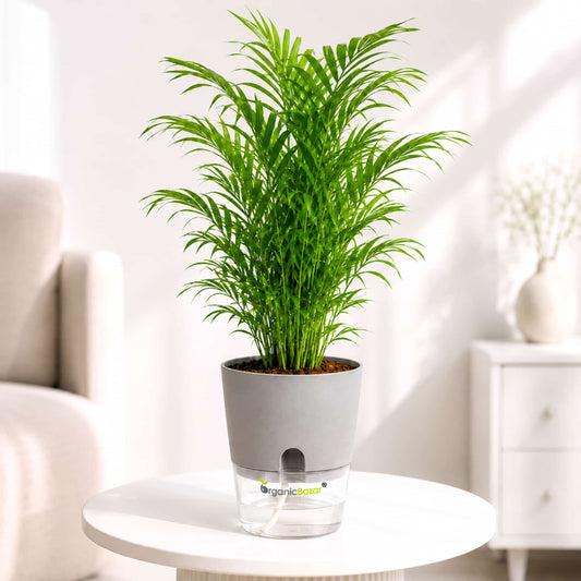 Chamaedorea Palm Live Plant