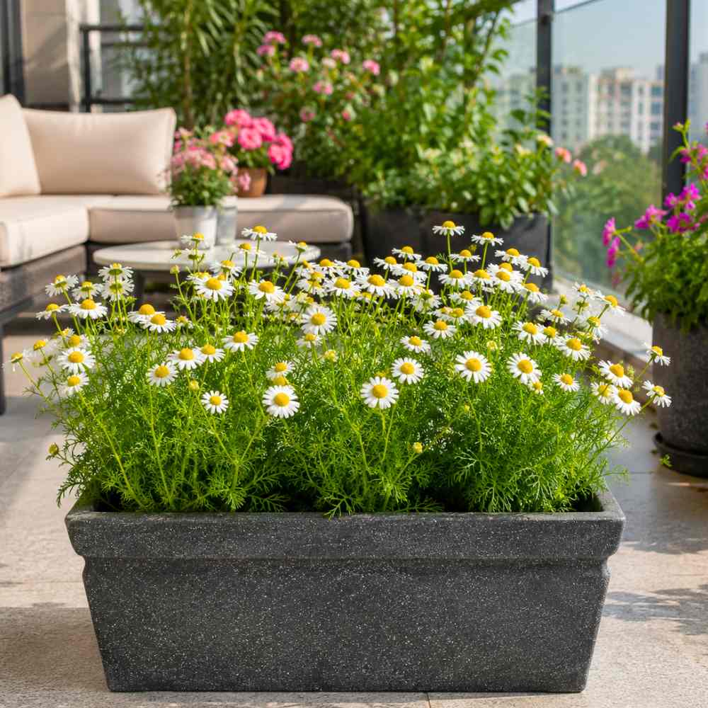 Chamomile German Seeds - 1000 Seeds (कैमोमाइल के बीज)