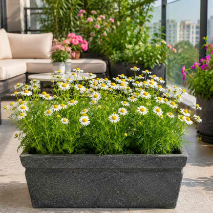 Chamomile German Seeds - 1000 Seeds (कैमोमाइल के बीज)