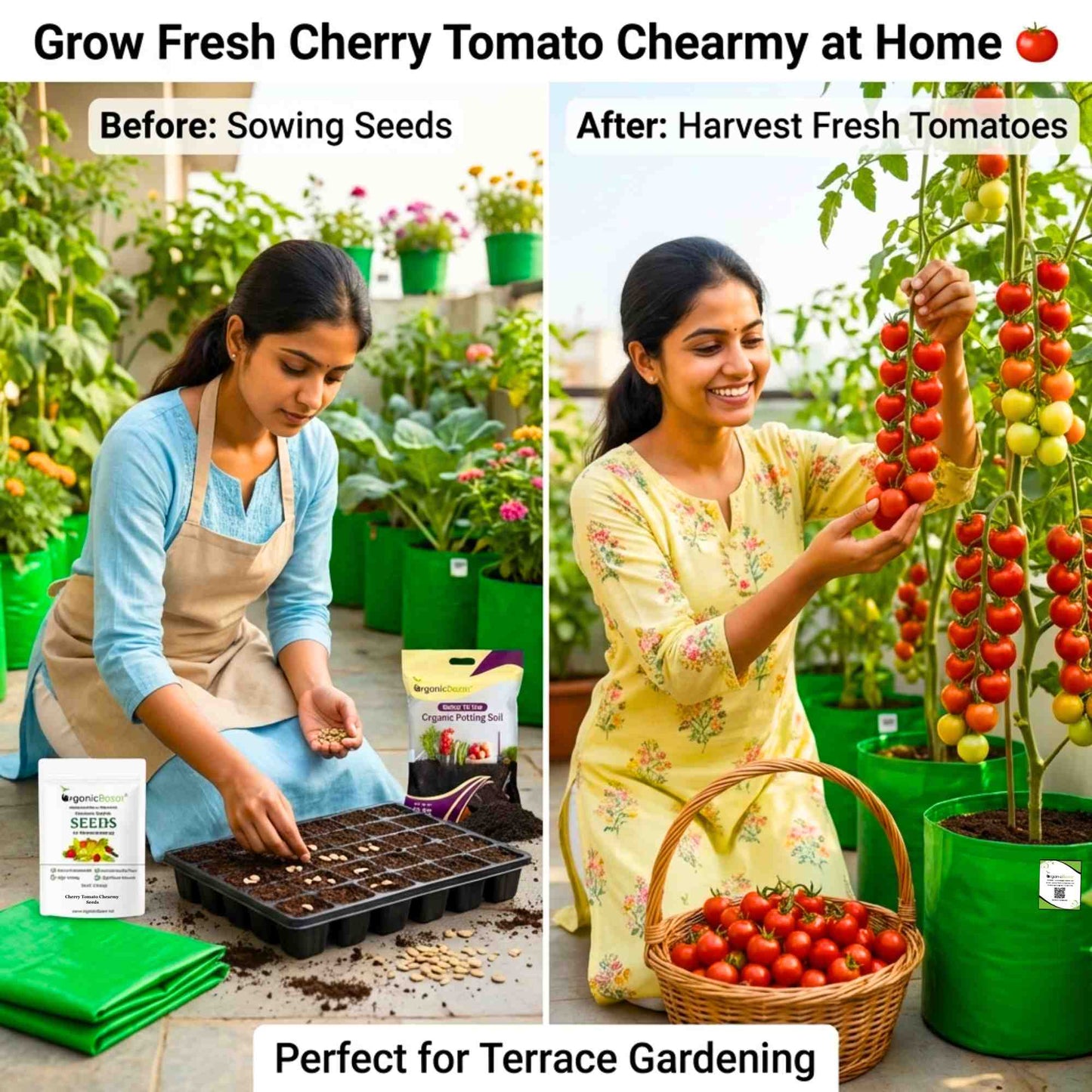 Cherry Tomato Cheramy Seeds - 30 Seeds (Cherry Tamatar/चेरी टमाटर के बीज) High Germination/ Easy to Grow/ Ideal for Terrace/Kitchen Gardening