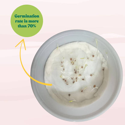 Cherry Tomato Cheramy Seeds - 30 Seeds (Cherry Tamatar/चेरी टमाटर के बीज) High Germination/ Easy to Grow/ Ideal for Terrace/Kitchen Gardening