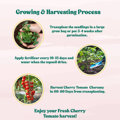 Cherry Tomato Cheramy Seeds - 30 Seeds (Cherry Tamatar/चेरी टमाटर के बीज) High Germination/ Easy to Grow/ Ideal for Terrace/Kitchen Gardening