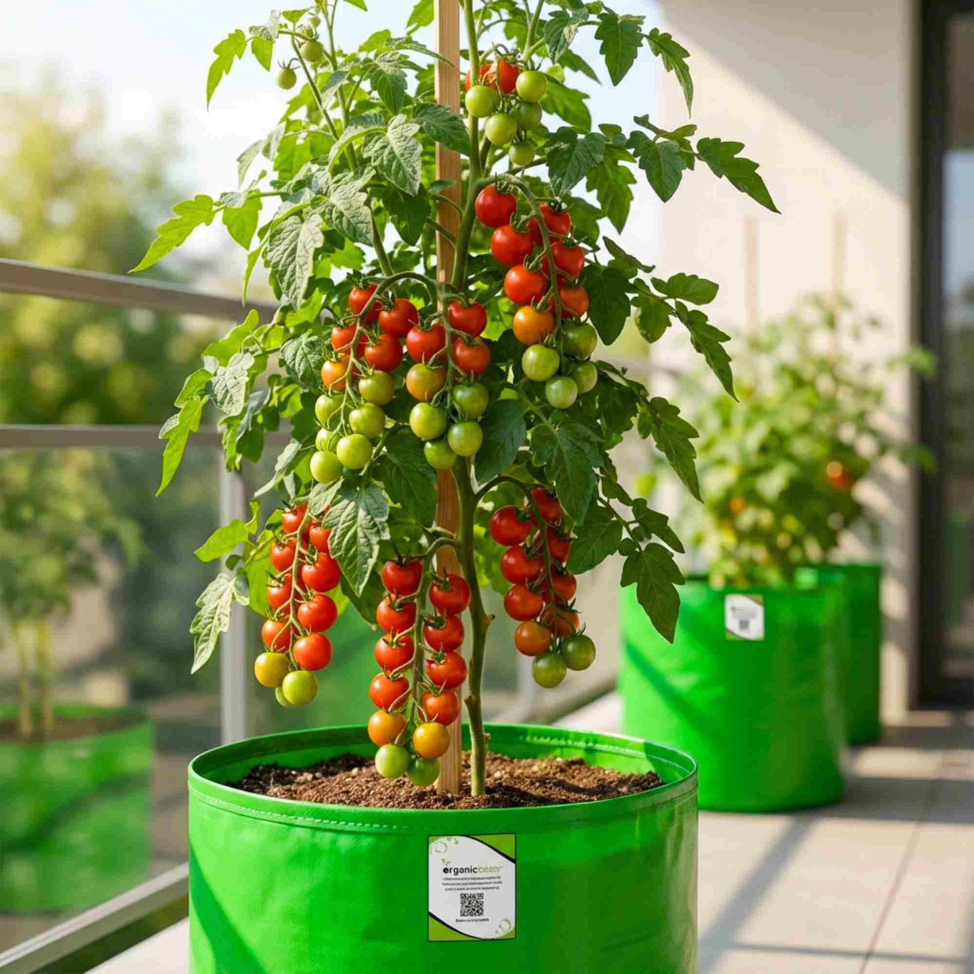 cherry tomato plants from seeds Cherry Tomato Seeds Online