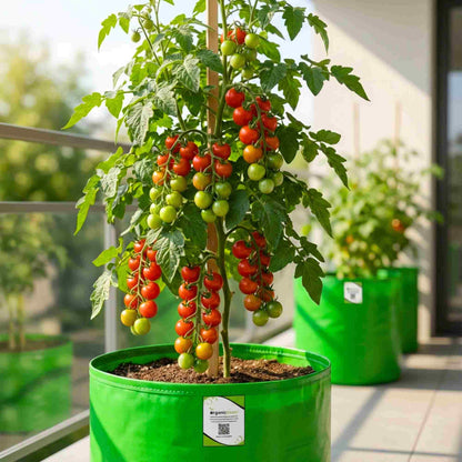 Cherry Tomato Seeds - 50 Seeds (Cherry Tamatar/चेरी टमाटर के बीज) High Germination, Juicy & Flavorful