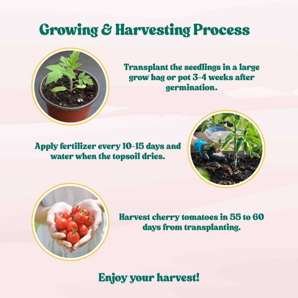 Cherry Tomato Seeds - 50 Seeds (Cherry Tamatar/चेरी टमाटर के बीज) High Germination, Juicy & Flavorful