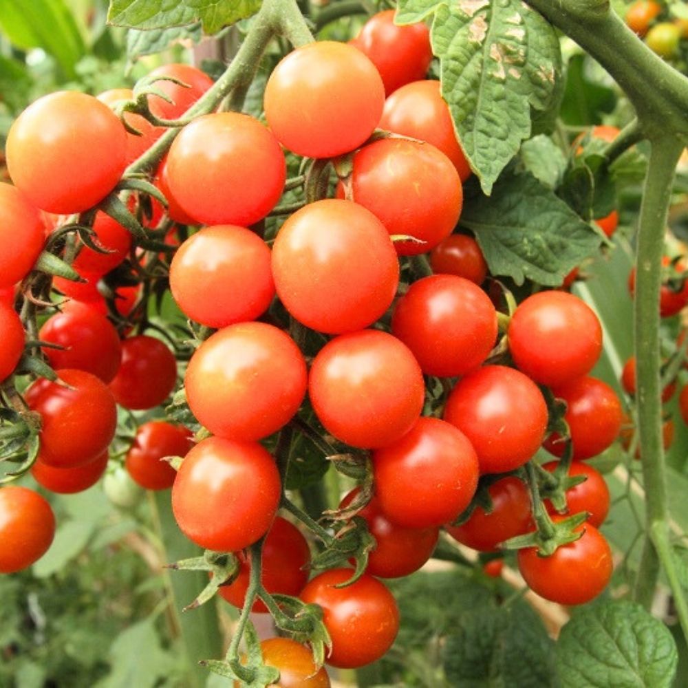 Cherry Tomato Seeds - 50 Seeds (Cherry Tamatar/चेरी टमाटर के बीज) High Germination, Juicy & Flavorful