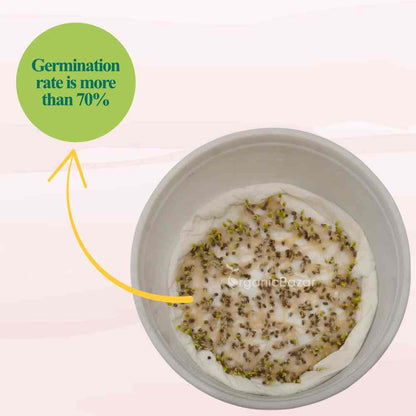 Chia Microgreens Seeds (20g)