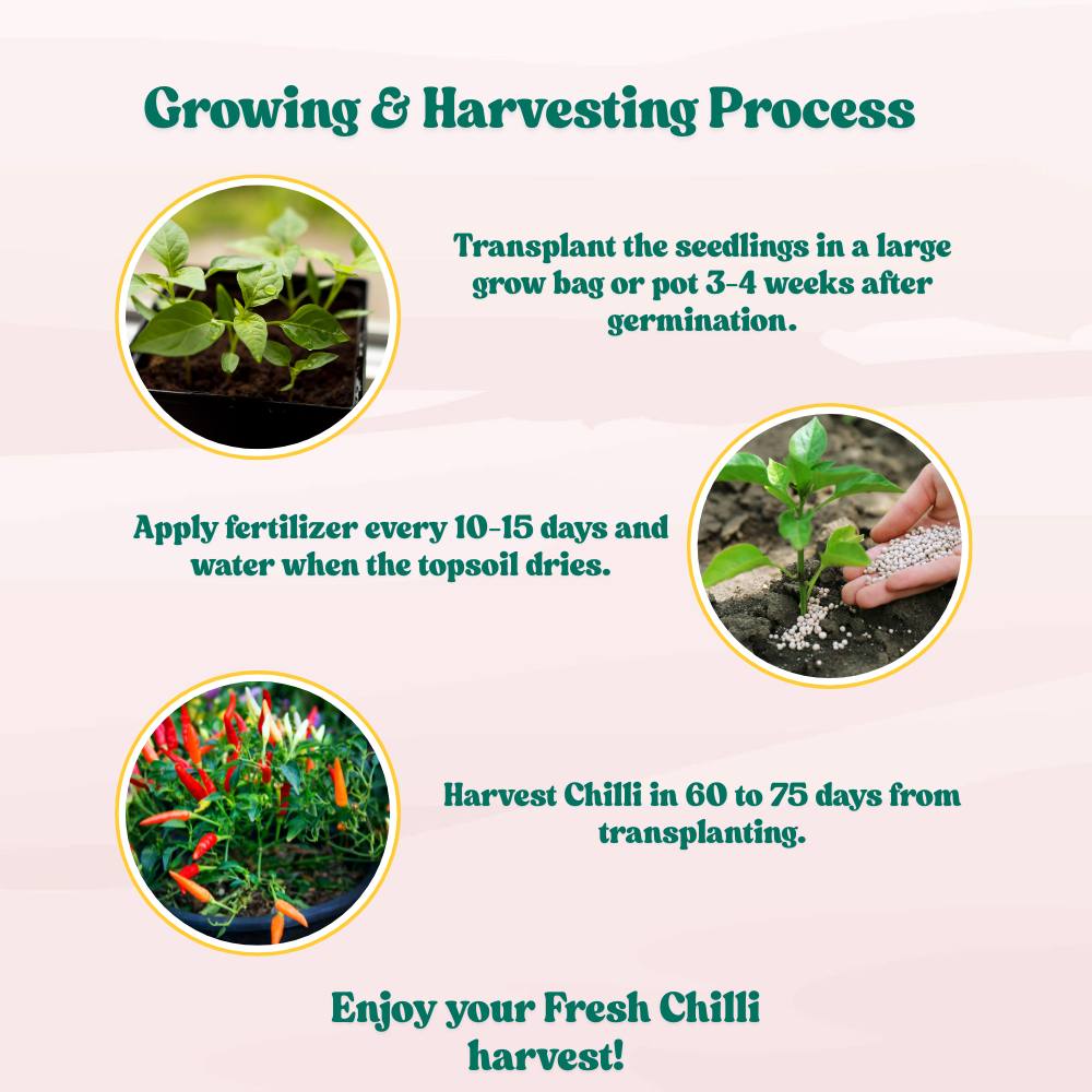 Chilli-Pepper Surya Pariksha-Upright Type Seeds - 50 Seeds (Mirch/ मिर्च के बीज)