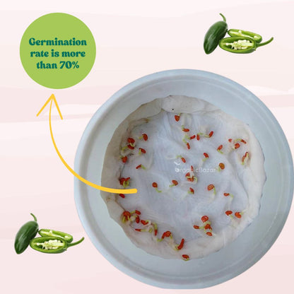 Chilli-Pepper Jalapeno M-Bullet Type Seeds - (50 Seeds) High Yield | High Germination | Best for Home Gardens (मिर्च के बीज)